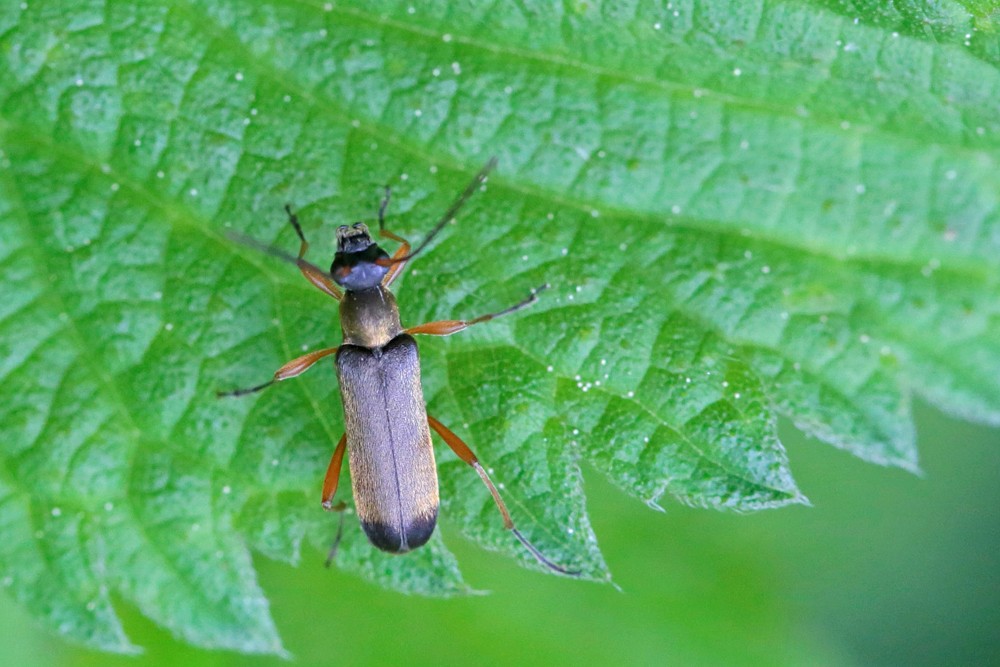 Longicorne Grammoptère (Grammoptera ustulata)