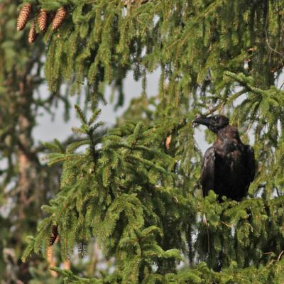 Grand corbeau  (Corvus corax) jeune