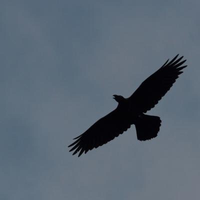 Grand corbeau  (Corvus corax)