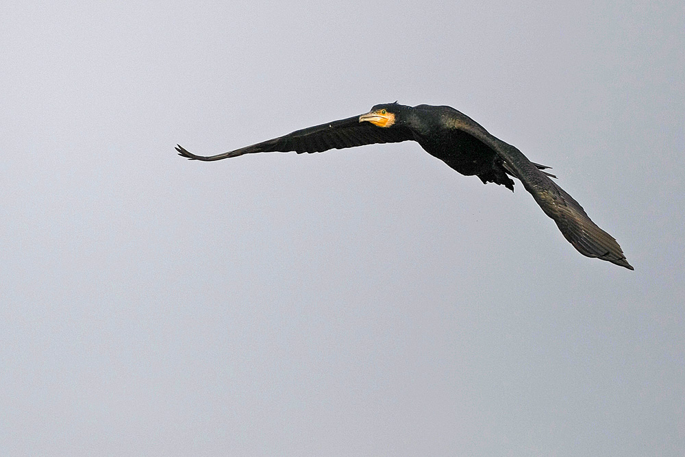 Grand Cormoran  (Phalacrocorax carbo)