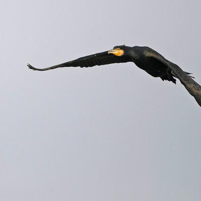 Grand Cormoran  (Phalacrocorax carbo)