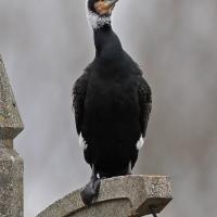 Grand Cormoran  (Phalacrocorax carbo)