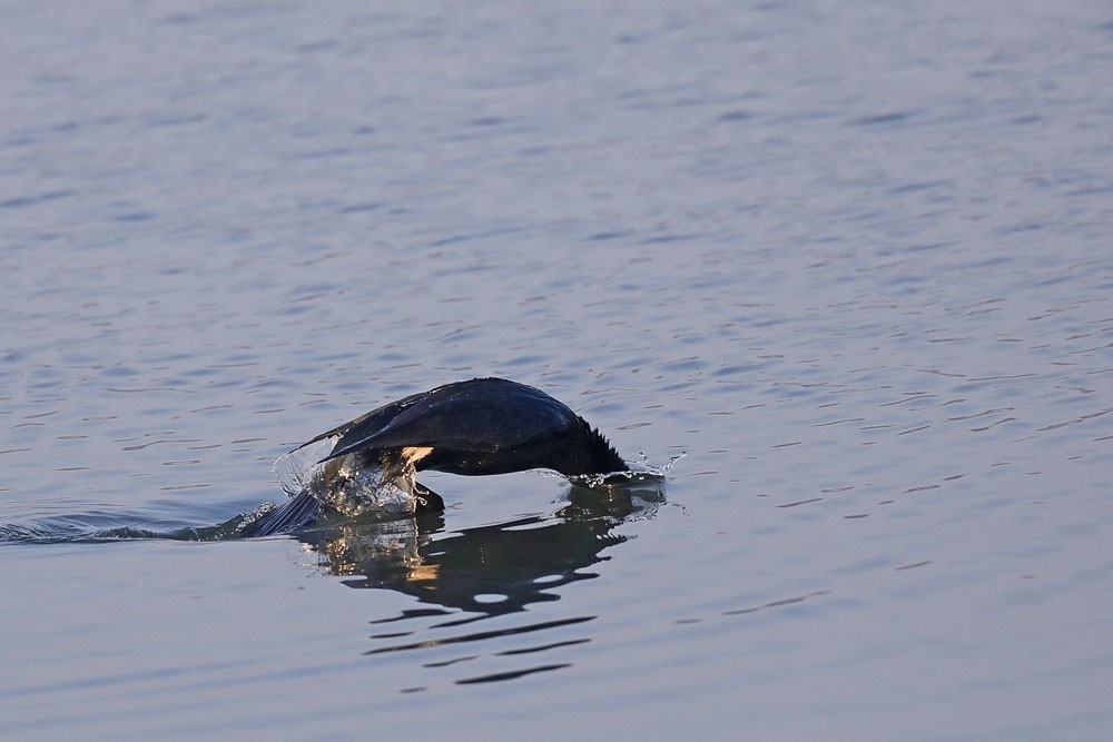 Grand cormoran (Phalacrocorrax carbo)