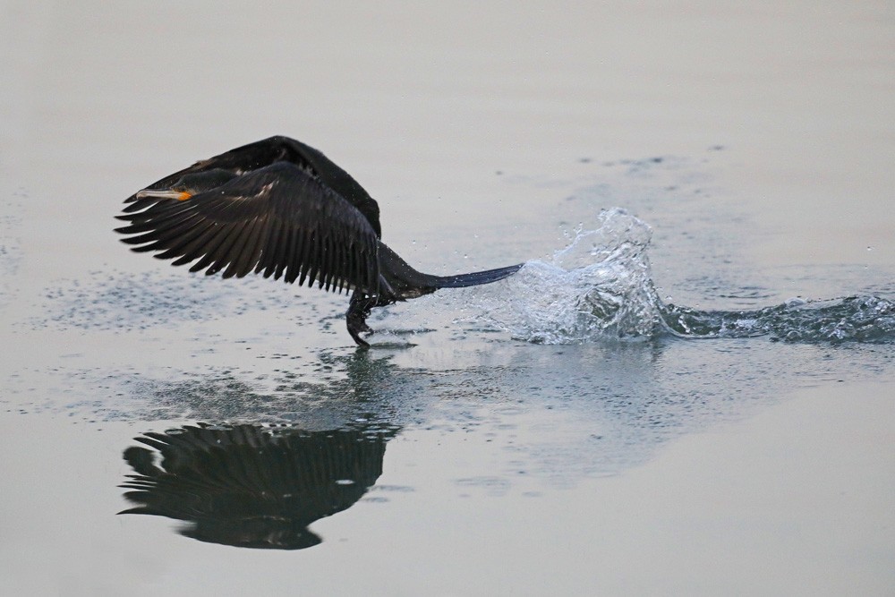 Grand cormoran (Phalacrocorrax carbo)