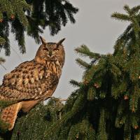Grand duc d'Europe (Bubo bubo)