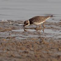 Grand gravelot (Charadrius hiatucula) jeune