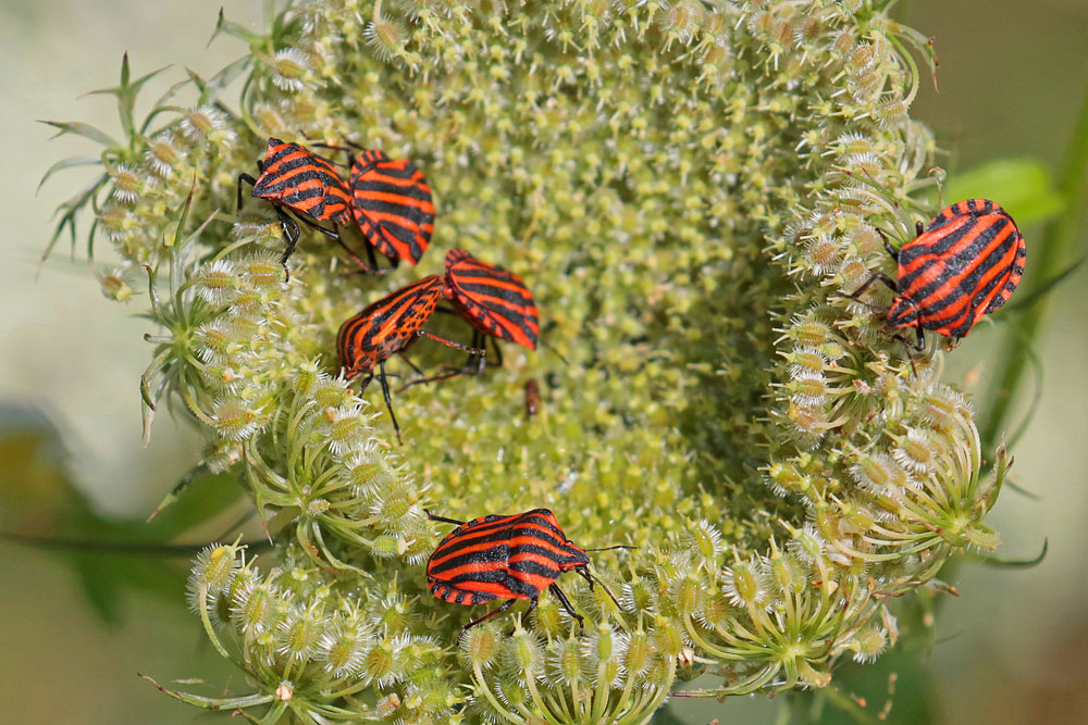 Graphosome italien (Graphosoma italicum)