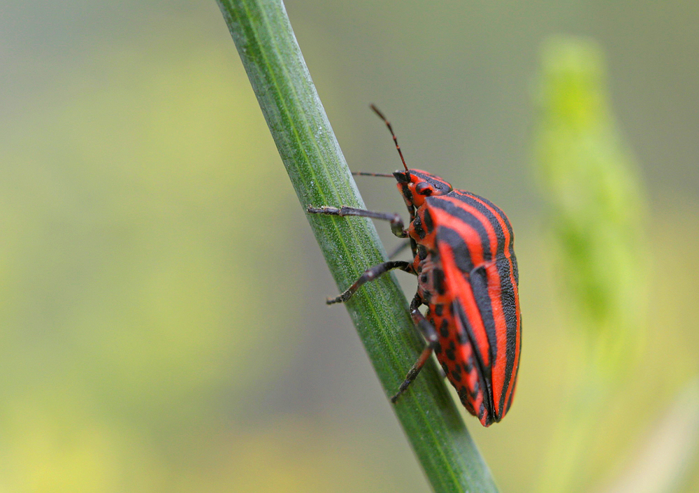 Graphosome italien (Graphosoma italicum)