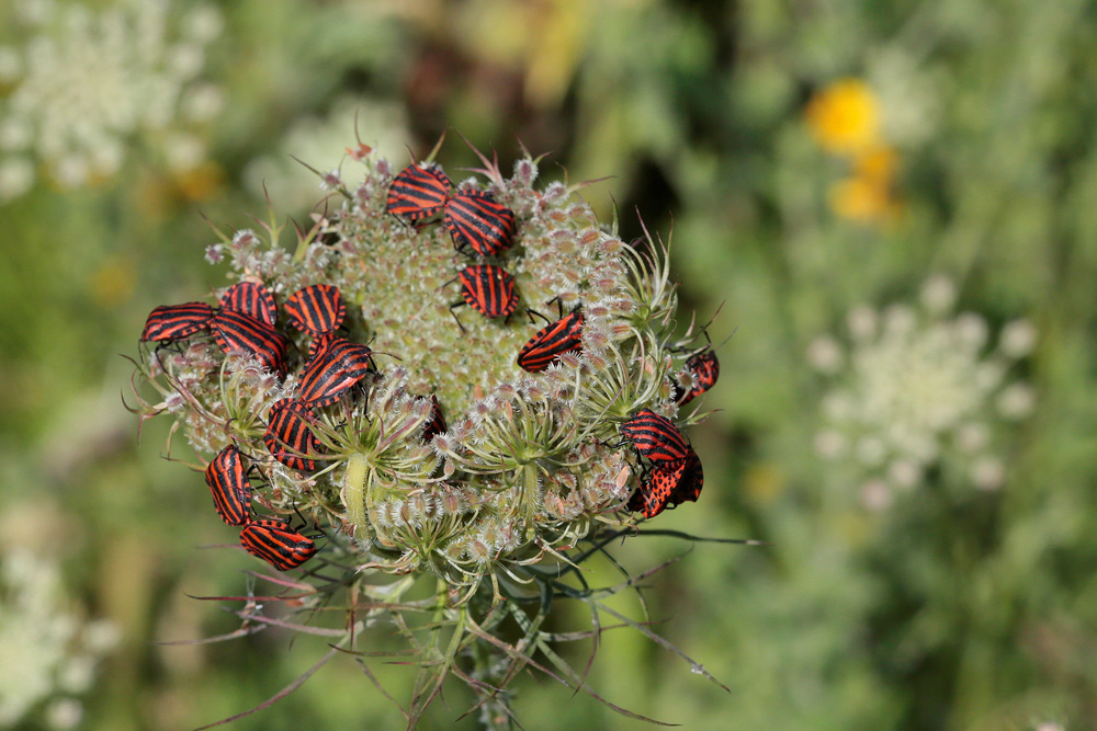 Graphosome italien (Graphosoma italicum)