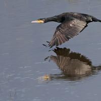 Grand Cormoran  (Phalacrocorax carbo)
