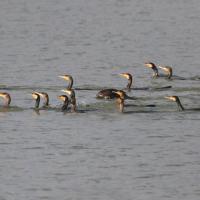 Grand Cormoran  (Phalacrocorax carbo)