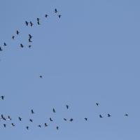 Grand Cormoran  (Phalacrocorax carbo)