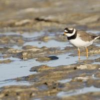 Grand gravelot (Charadrius hiatucula) adulte.