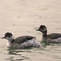 Grèbe à cou noir  (Podiceps nigricollis)