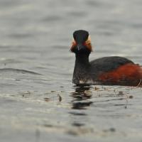 Grèbe à cou noir  (Podiceps nigricollis)