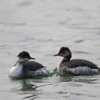 Grèbe à cou noir  (Podiceps nigricollis)