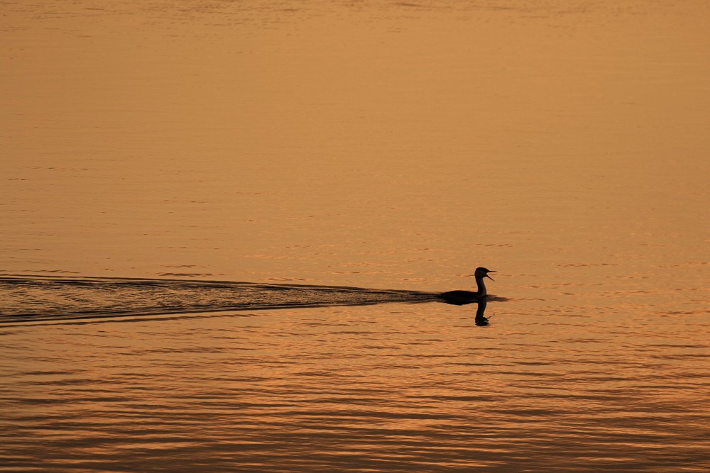 Grèbe huppé (Podiceps cristatus)