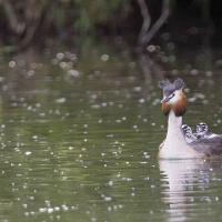 Grèbe huppé  (Podiceps cristatus)