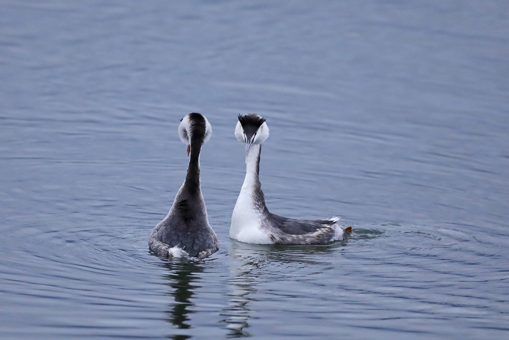 Grèbes huppés (Podiceps cristatus) cple en parade