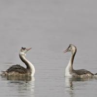 Grèbe huppé  (Podiceps cristatus)
