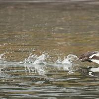 Grèbe huppé  (Podiceps cristatus)