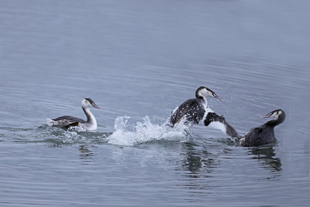 Grèbes huppés (Podiceps cristatus)