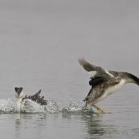 Grèbe huppé  (Podiceps cristatus)