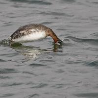 Grèbe jougris (Podiceps grisegena)
