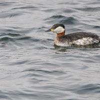 Grèbe jougris (Podiceps grisegena)