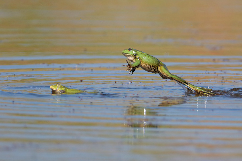 Grenouille verte  (Pelophylax kl .esculentus)