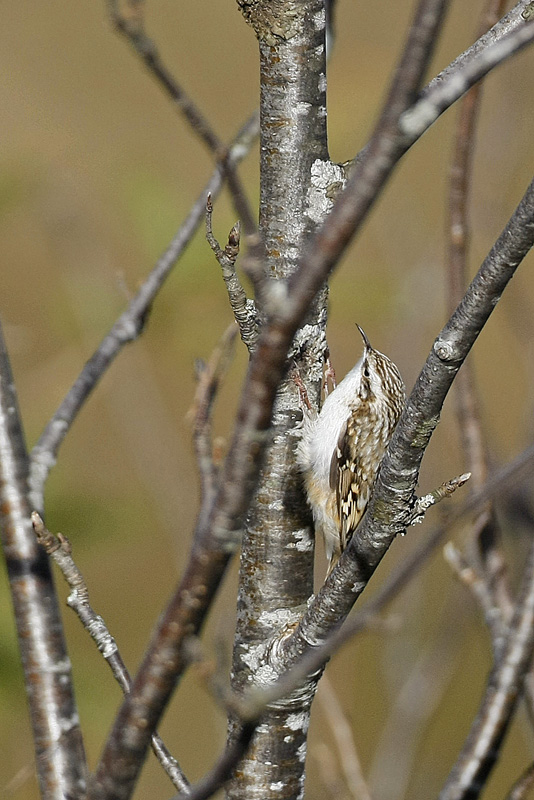 Grimpereau des bois  (Certhia familiaris)