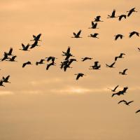 Grue cendrée (Grus grus)