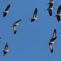 Grues cendrées (Grus grus)