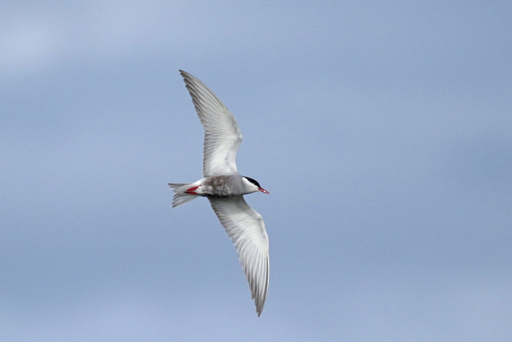 Guifette moustac (Chlidonias hybrida)