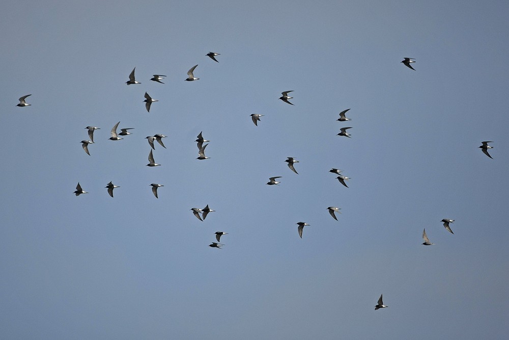 Guifettes noires (Chlidonias niger)