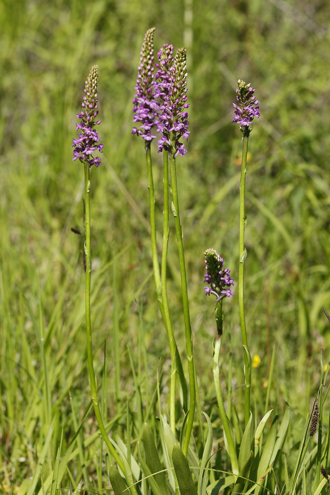 Orchis moucheron (Gymnadenia conopsea)