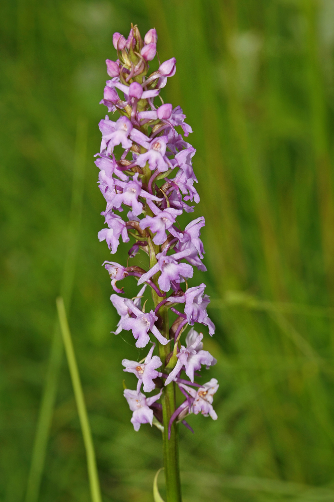 Orchis moucheron (Gymnadenia conopsea)