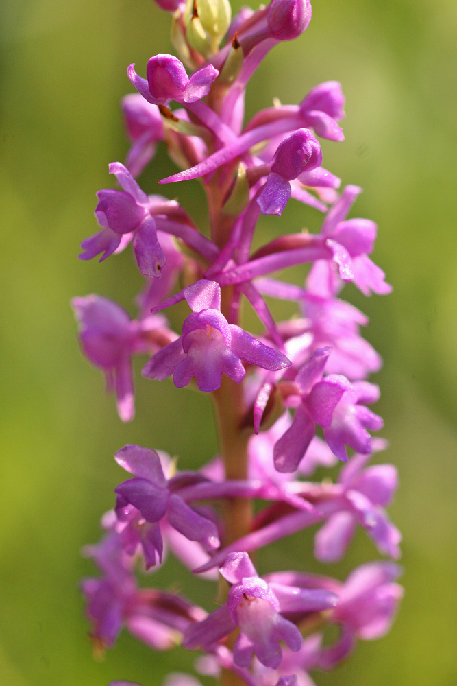 Orchis moucheron (Gymnadenia conopsea)