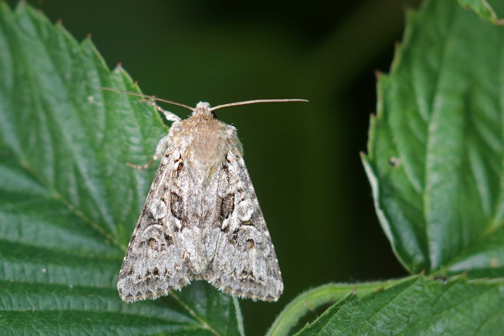 La Noctuelle dentine (Hada plebeja)