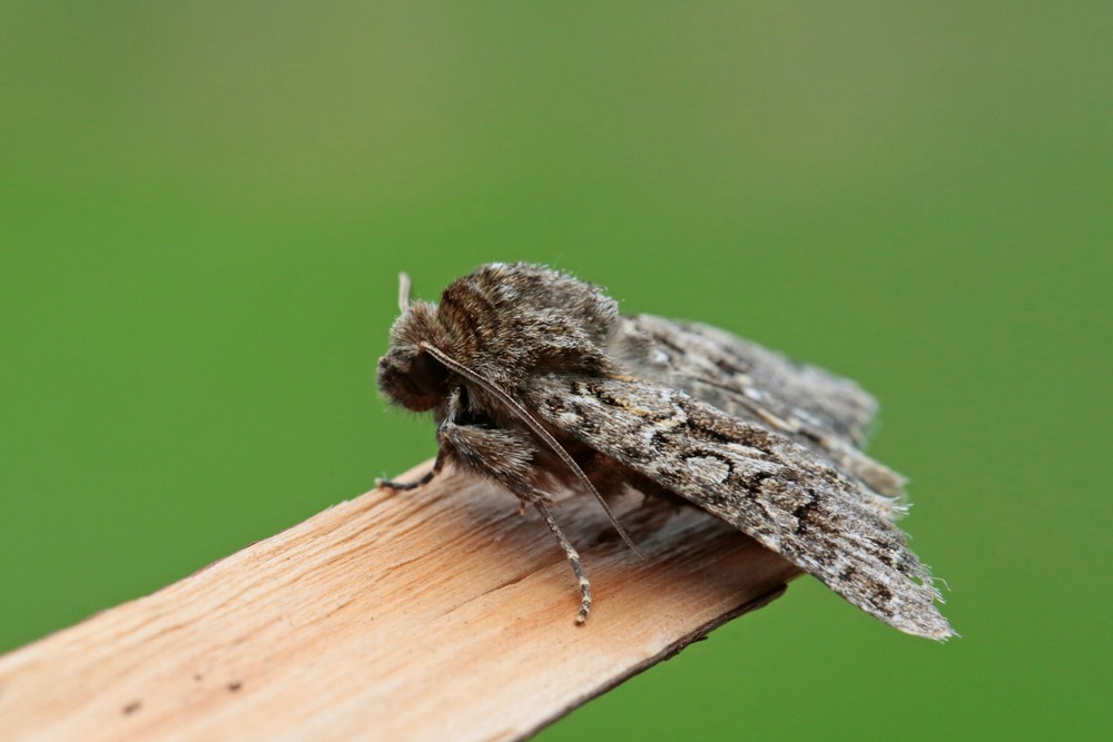 La Noctuelle dentine (Hada plebeja)