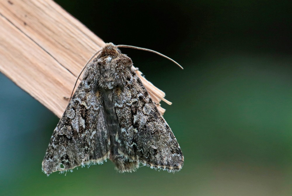 La Noctuelle dentine (Hada plebeja)
