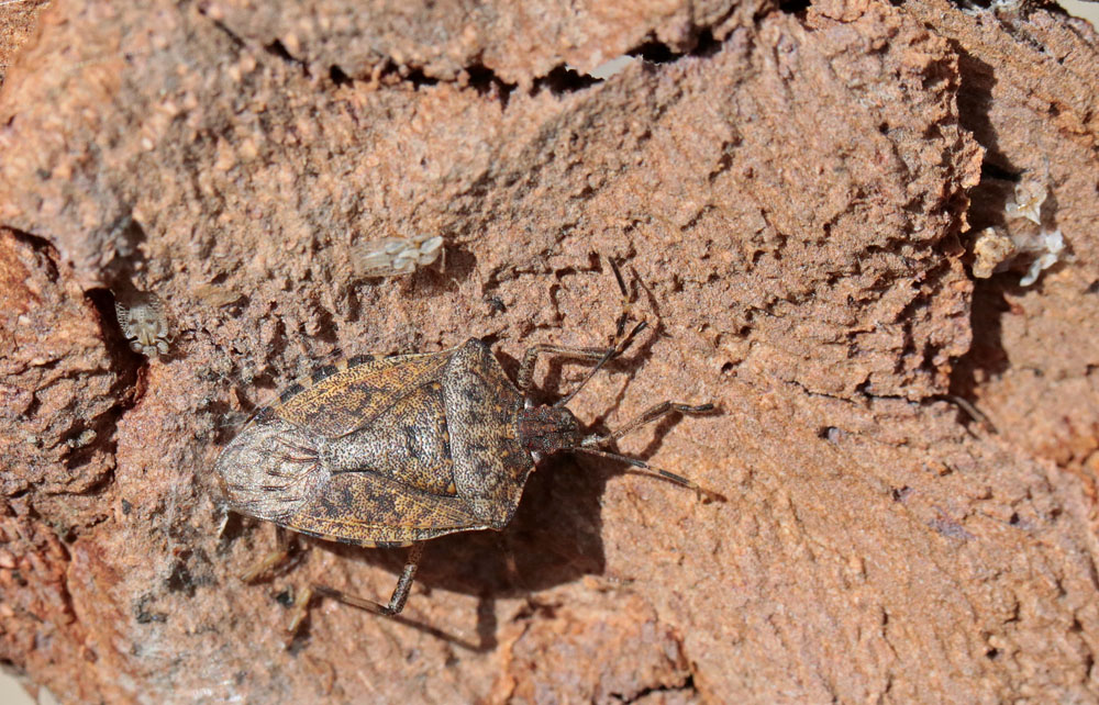 Punaise diabolique (Halyomorpha halys)