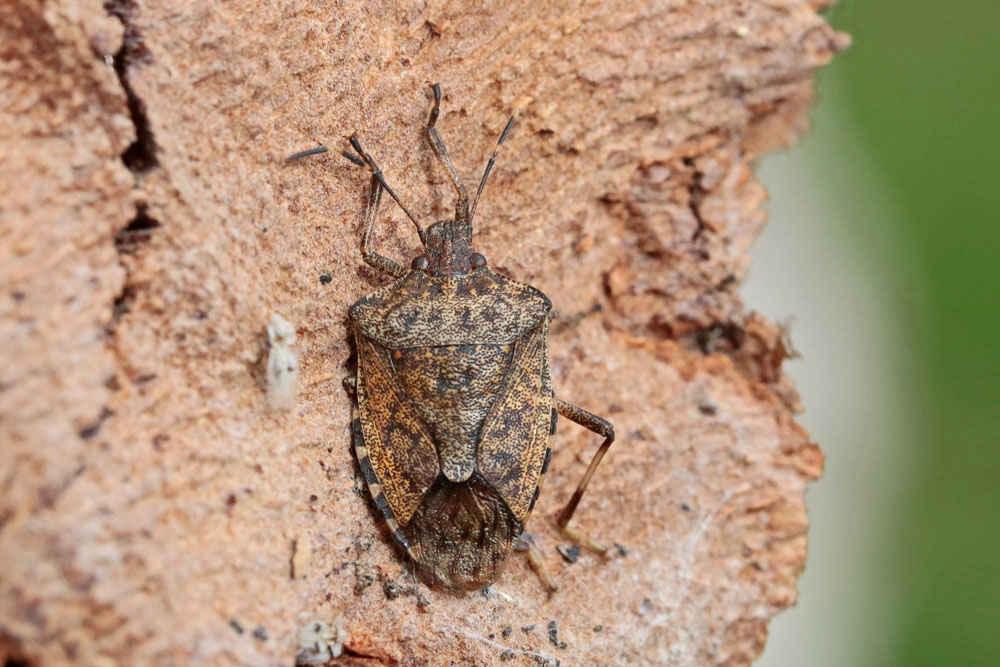 Punaise diabolique (Halyomorpha halys)