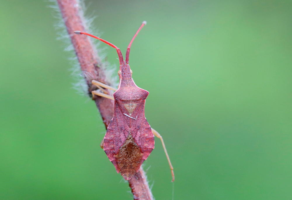 Haploprocta sulciconis