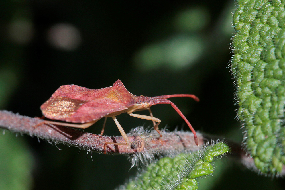 Haploprocta sulcicornis