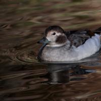 Harelde boréale femelle (Clangula hyemalis)