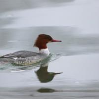 Harle bièvre  (Mergus merganser) femelle