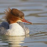 Harle bièvre  (Mergus merganser) femelle