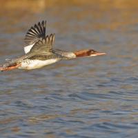 Harle bièvre  (Mergus merganser) femelle
