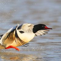 Harle bièvre  (Mergus merganser) mâle